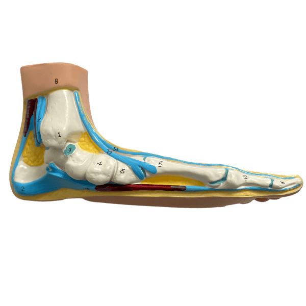 Anatomical foot model set