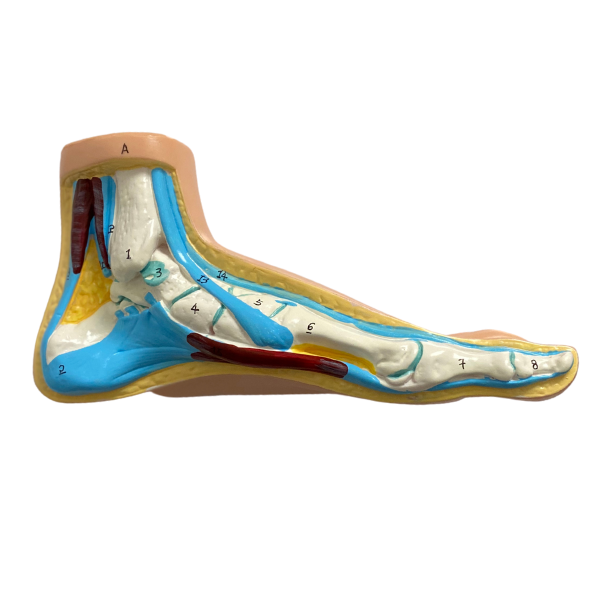Anatomical foot model set