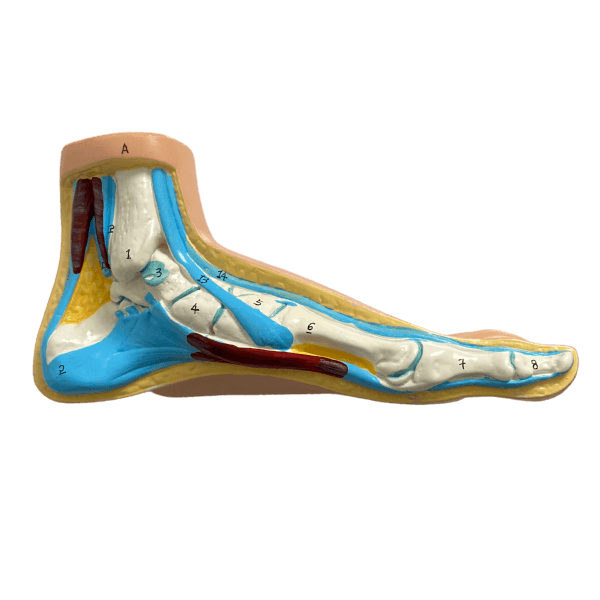 Anatomical foot model set