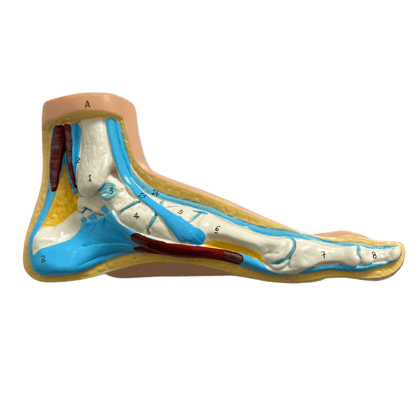 Anatomical Flat, Normal, Arch Foot Model – LuxeMED