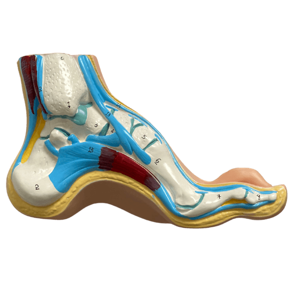 Anatomical foot model set