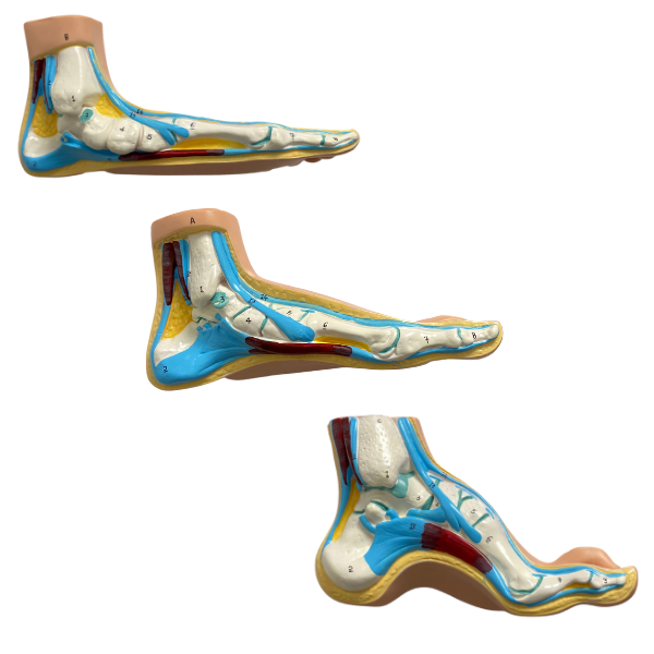 Anatomical foot model set