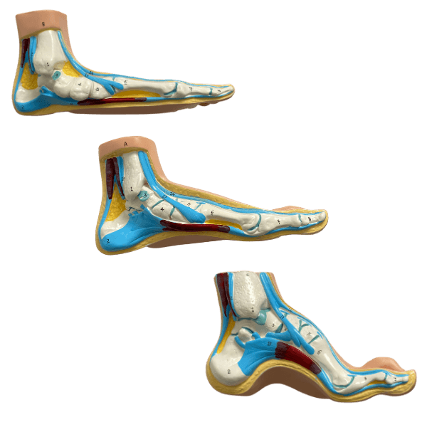 Anatomical foot model set