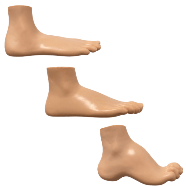 Anatomical foot model set