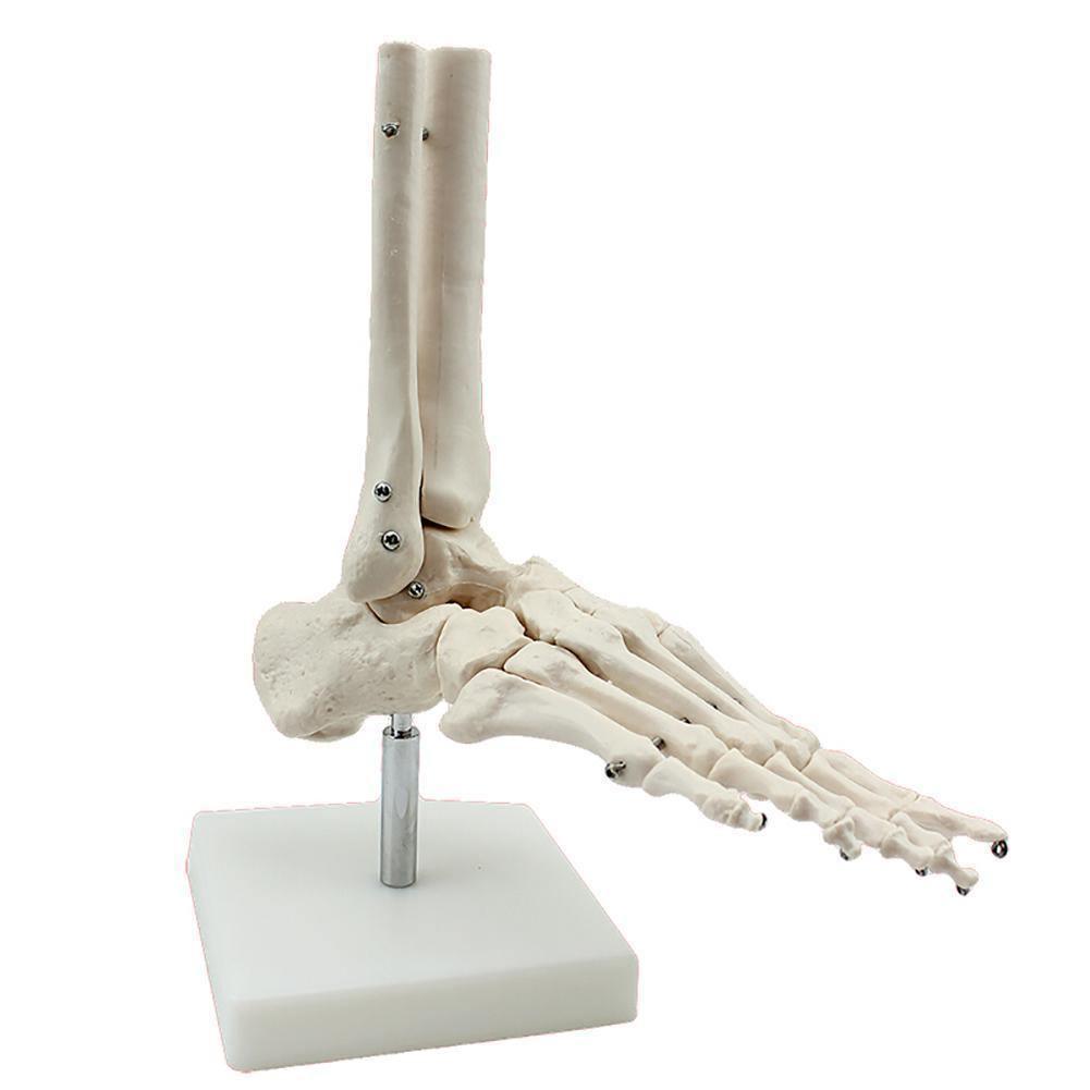 LuxeMED Foot model