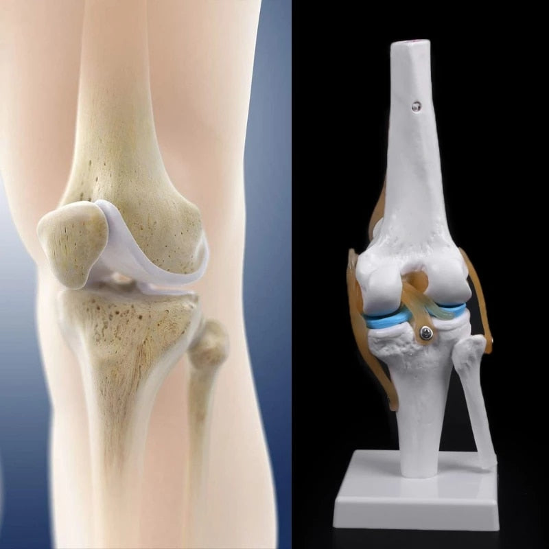 Anatomical Knee Model - LuxeMED