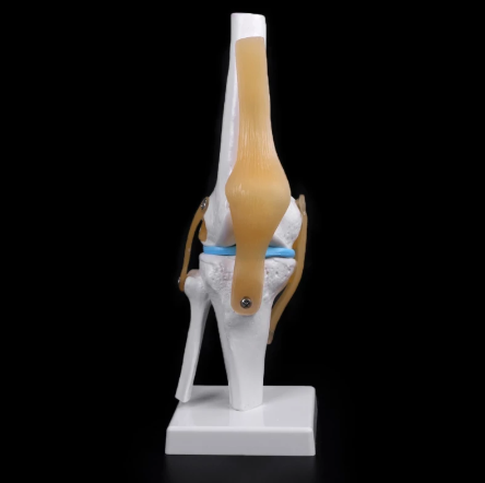 Anatomical Knee Model - LuxeMED