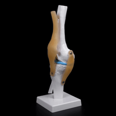 Anatomical Knee Model - LuxeMED