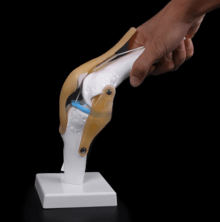 Anatomical Knee Model - LuxeMED